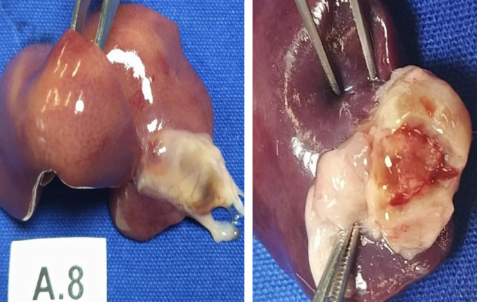 Biological compatibility of oxidized cellulose vs. porcine gelatin to control bleeding in liver lesions in rats.