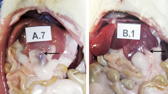 Biological compatibility of oxidized cellulose vs. porcine gelatin to control bleeding in liver lesions in rats.