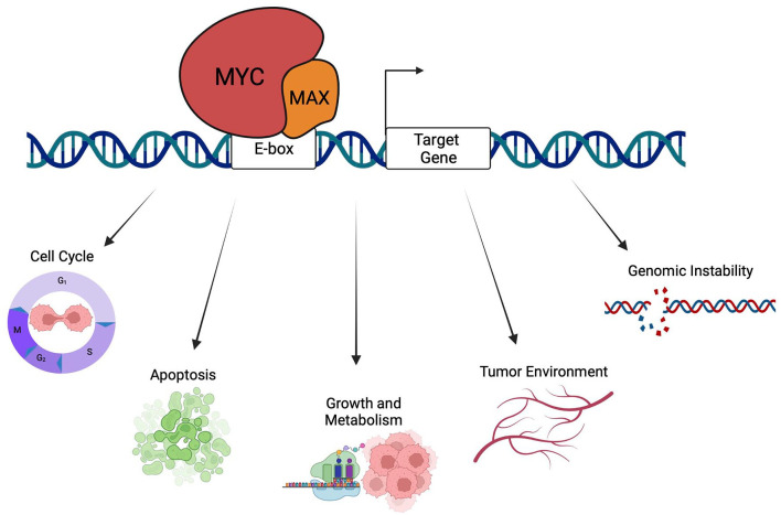 Emerging Themes in Mechanisms of Tumorigenesis by SWI/SNF Subunit Mutation.