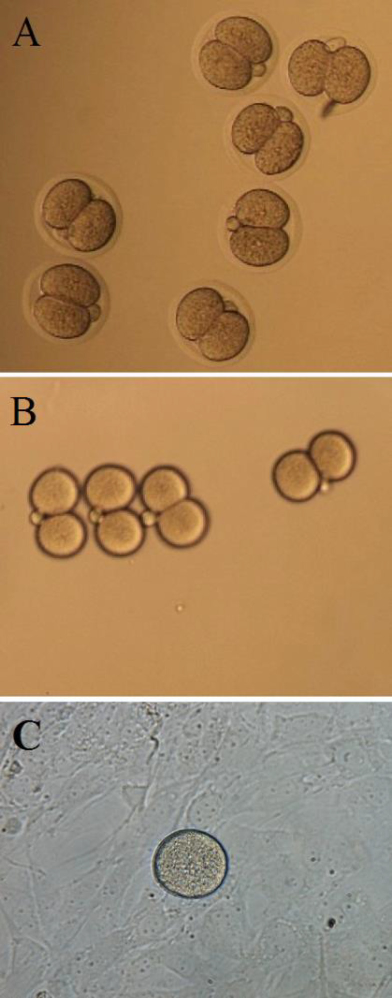 The effects of embryo splitting on <i>Cdx2</i>, <i>Sox2</i>, <i>Oct4</i>, and <i>Nanog</i> gene expression in mouse blastocysts.