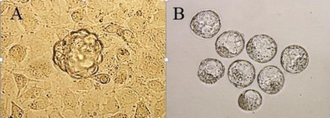 The effects of embryo splitting on <i>Cdx2</i>, <i>Sox2</i>, <i>Oct4</i>, and <i>Nanog</i> gene expression in mouse blastocysts.