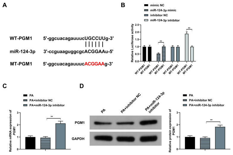 Palmitic acid declines glucose uptake in HepG2 cells via modulating phosphoglucomutase 1 to repress phosphatidylinositol 3 kinase/protein kinase B and JNK pathways via inducing microRNA-124-3p.