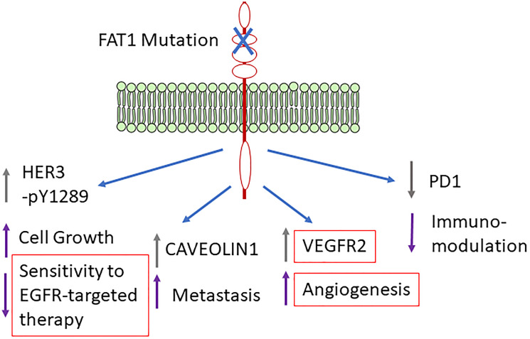 Potential roles of <i>FAT1</i> somatic mutation in progression of head and neck cancer.