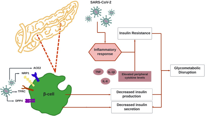 Newly Diagnosed Diabetes Mellitus During COVID-19: The New Pandemic - A Literature Review.