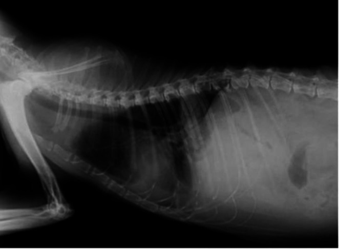 A mediastinal mass causing Budd-Chiari-like syndrome in a cat.