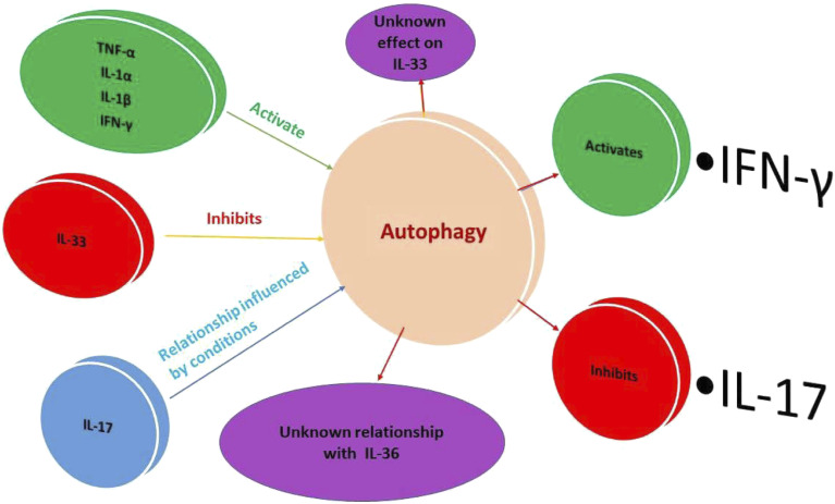 The Yin and Yang dualistic features of autophagy in thermal burn wound healing.