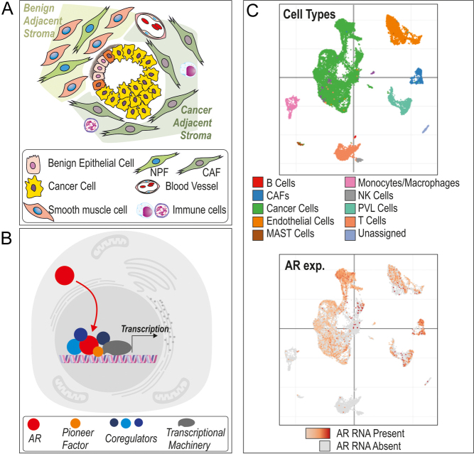 Cellular specificity of androgen receptor, coregulators, and pioneer factors in prostate cancer.