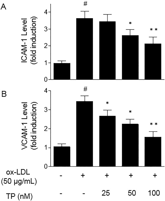 Triptolide Alleviates Oxidized LDL-Induced Endothelial Inflammation by Attenuating the Oxidative Stress-Mediated Nuclear Factor-Kappa B Pathway