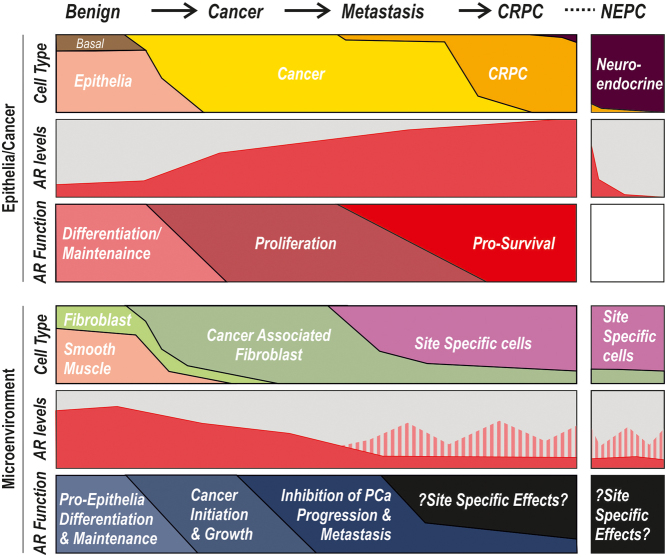 Cellular specificity of androgen receptor, coregulators, and pioneer factors in prostate cancer.
