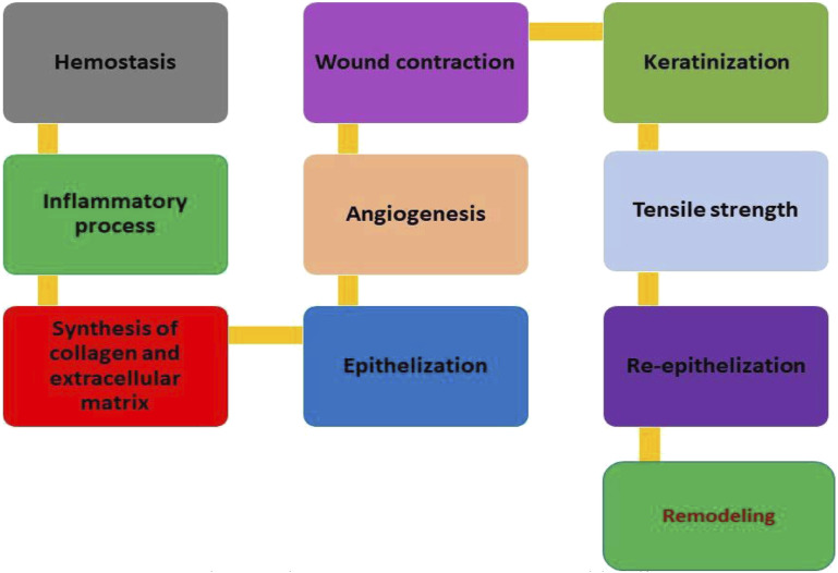 The Yin and Yang dualistic features of autophagy in thermal burn wound healing.