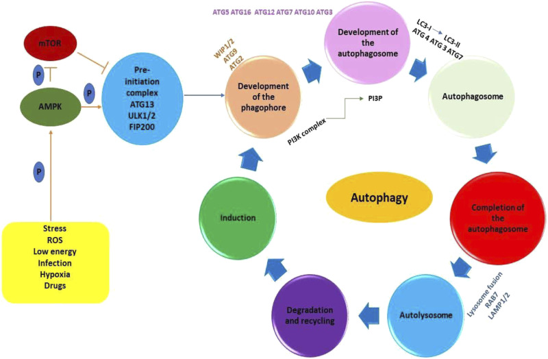 The Yin and Yang dualistic features of autophagy in thermal burn wound healing.