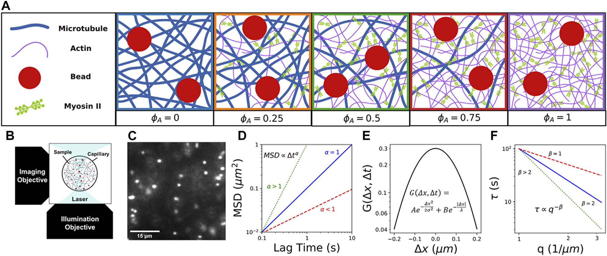 Motor-driven advection competes with crowding to drive spatiotemporally heterogeneous transport in cytoskeleton composites.