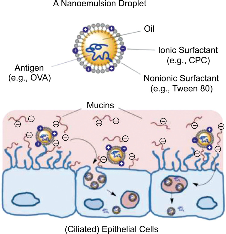 Recent Patents on Nasal Vaccines Containing Nanoadjuvants.