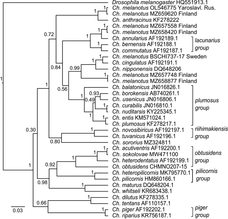 ﻿Karyotype and COI gene sequences of <i>Chironomusmelanotus</i> Keyl, 1961 from the Yaroslavl region, Russia, and the difficulties with its identification using GenBank and BOLD systems.