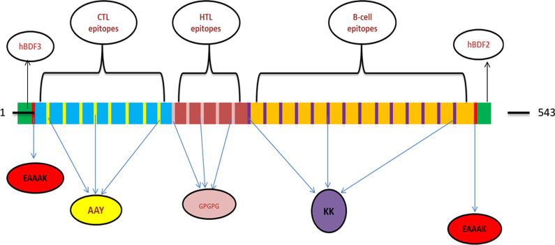 Design of a multi-epitope-based peptide vaccine against the S and N proteins of SARS-COV-2 using immunoinformatics approach.