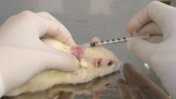 Skin graft associated with platelet-rich plasma in correcting extensive injuries resulting from the resection of skin cancer chemically induced in rats.