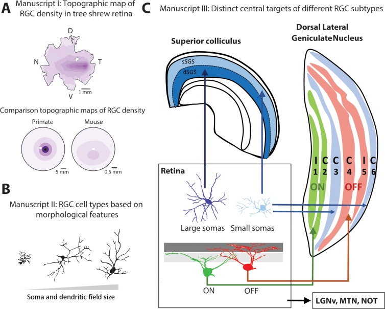 DeBruyn and Casagrande manuscripts on tree shrew retinal ganglion cells as a basis for cross-species retina research.