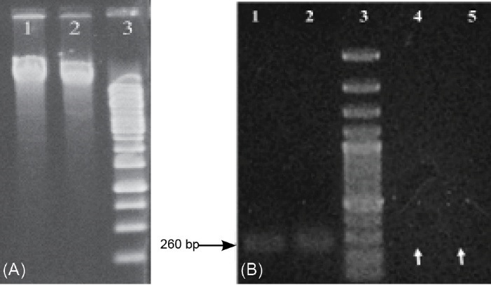 The oncolytic activity of <i>Clostridium novyi</i> nontoxic spores in breast cancer.