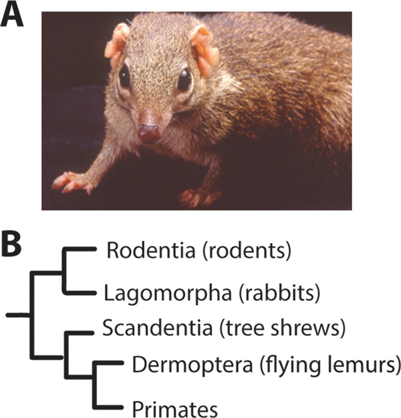 DeBruyn and Casagrande manuscripts on tree shrew retinal ganglion cells as a basis for cross-species retina research.