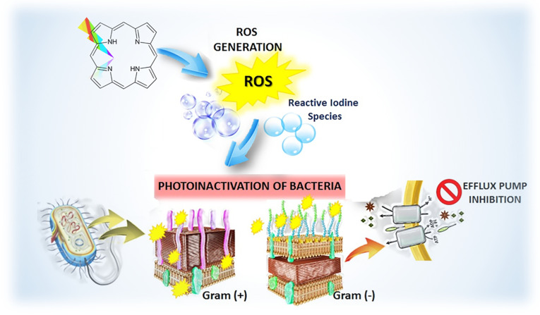 Photodynamic inactivation (PDI) as a promising alternative to current pharmaceuticals for the treatment of resistant microorganisms.