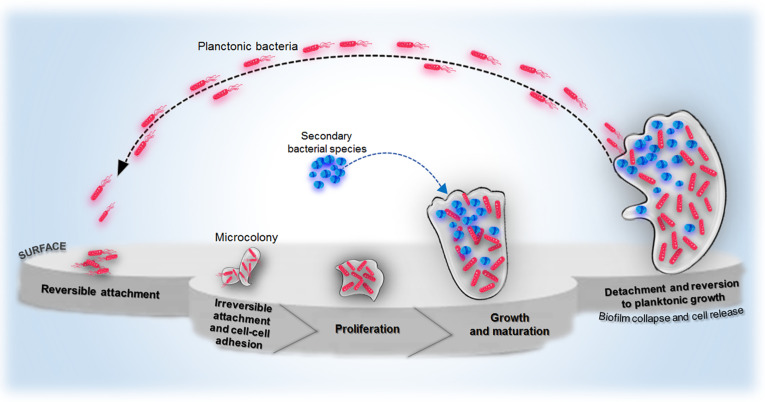 Photodynamic inactivation (PDI) as a promising alternative to current pharmaceuticals for the treatment of resistant microorganisms.