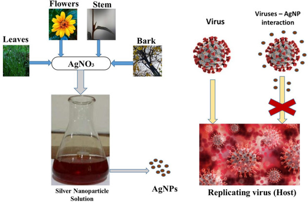 Multifarious global flora fabricated phytosynthesis of silver nanoparticles: a green nanoweapon for antiviral approach including SARS-CoV-2.