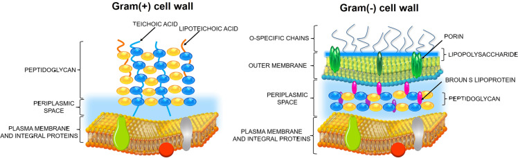 Photodynamic inactivation (PDI) as a promising alternative to current pharmaceuticals for the treatment of resistant microorganisms.