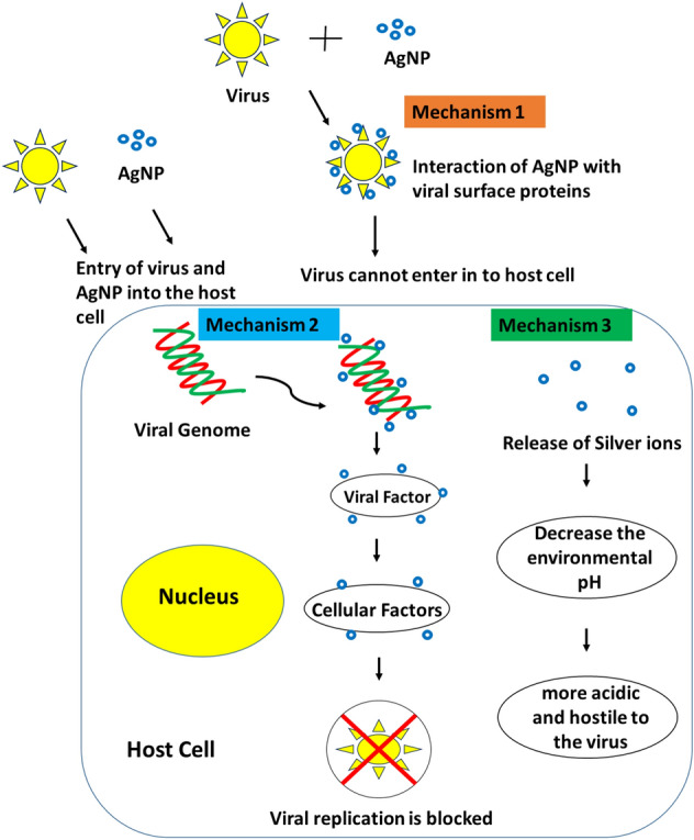 Multifarious global flora fabricated phytosynthesis of silver nanoparticles: a green nanoweapon for antiviral approach including SARS-CoV-2.