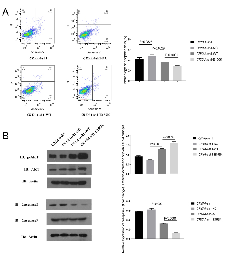 Structural and functional analysis of SNP rs76740365 G>A in exon-3 of the alpha A-crystallin gene in lens epithelial cells.