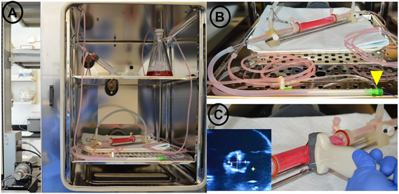 Understanding the Mechanism of Drug Transfer and Retention of Drug-Coated Balloons.