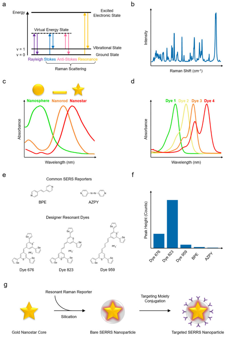 Advances in Surface Enhanced Raman Spectroscopy for <i>in Vivo</i> Imaging in Oncology.