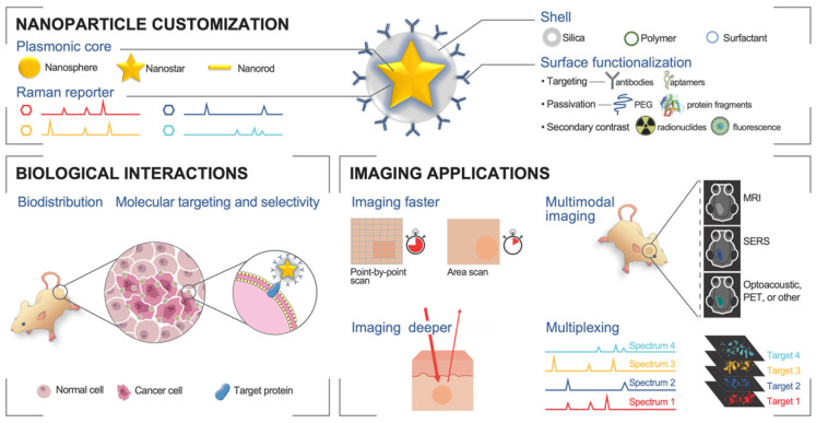 Advances in Surface Enhanced Raman Spectroscopy for <i>in Vivo</i> Imaging in Oncology.