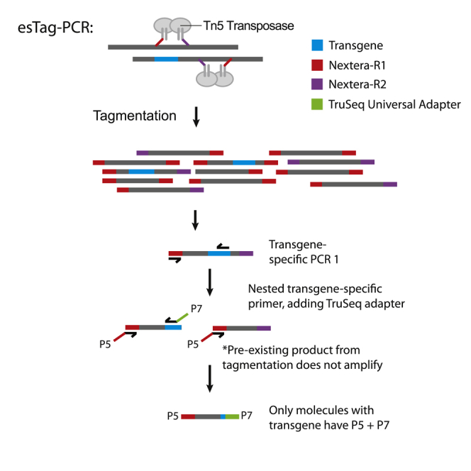 Rapid, accurate mapping of transgene integration in viable rhesus macaque embryos using enhanced-specificity tagmentation-assisted PCR.