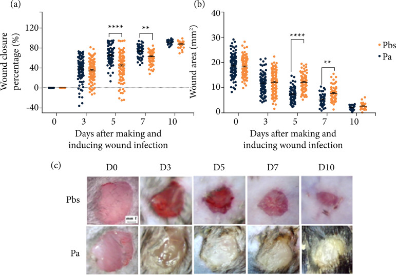 Biofilm model on mice skin wounds.