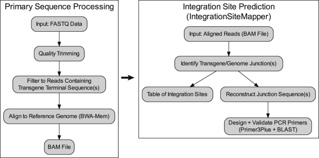 Rapid, accurate mapping of transgene integration in viable rhesus macaque embryos using enhanced-specificity tagmentation-assisted PCR.