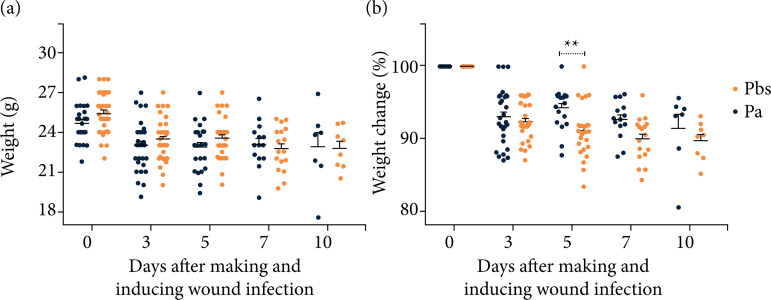 Biofilm model on mice skin wounds.