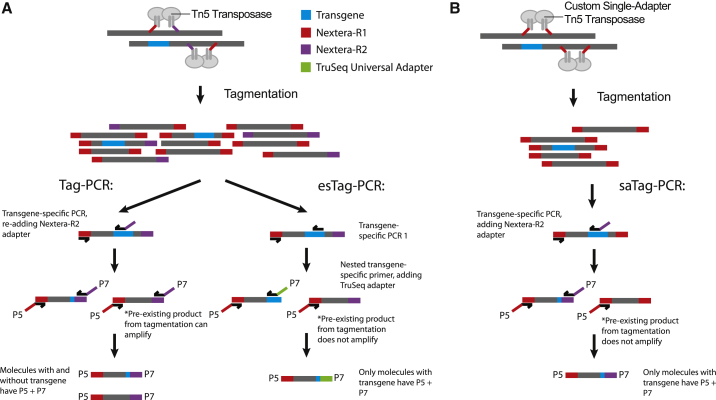 Rapid, accurate mapping of transgene integration in viable rhesus macaque embryos using enhanced-specificity tagmentation-assisted PCR.