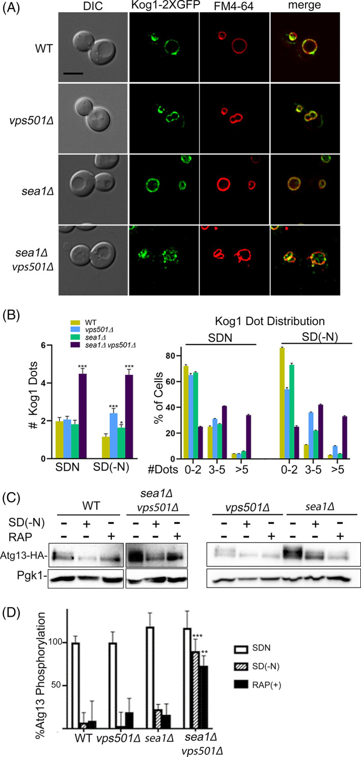 Vps501, a novel vacuolar SNX-BAR protein cooperates with the SEA complex to regulate TORC1 signaling.