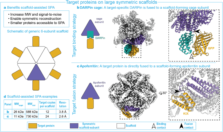 Putting on molecular weight: Enabling cryo-EM structure determination of sub-100-kDa proteins