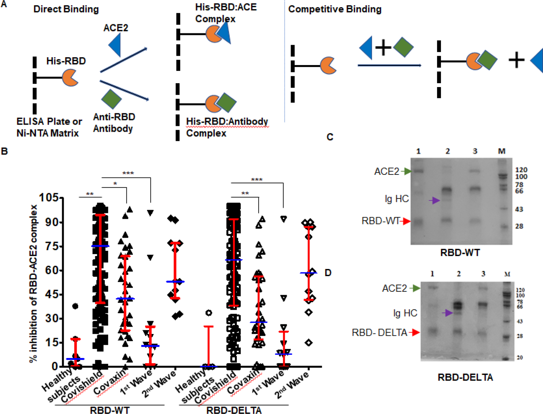 Immune Response to COVID-19 in India through Vaccination and Natural Infection.