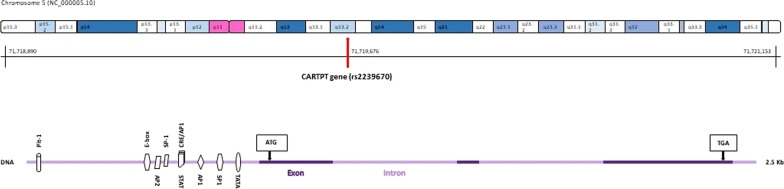 Dietary total antioxidant capacity interacts with a variant of chromosome 5q13-14 locus to influence cardio-metabolic risk factors among obese adults.