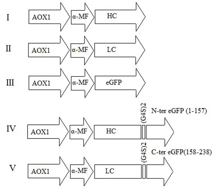 Expression of functional eGFP-fused antigen-binding fragment of ranibizumab in <i>Pichia pastoris</i>.