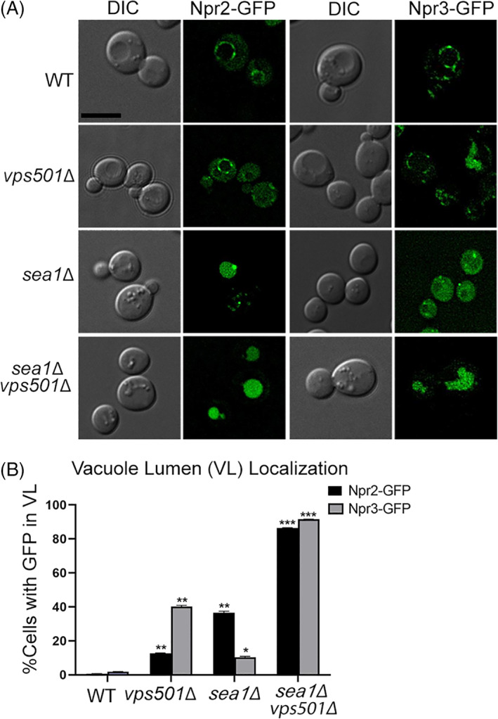 Vps501, a novel vacuolar SNX-BAR protein cooperates with the SEA complex to regulate TORC1 signaling.