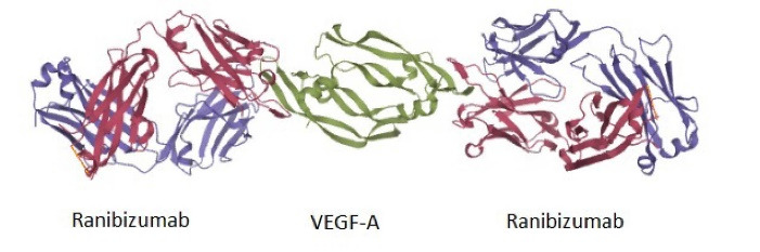 Expression of functional eGFP-fused antigen-binding fragment of ranibizumab in <i>Pichia pastoris</i>.