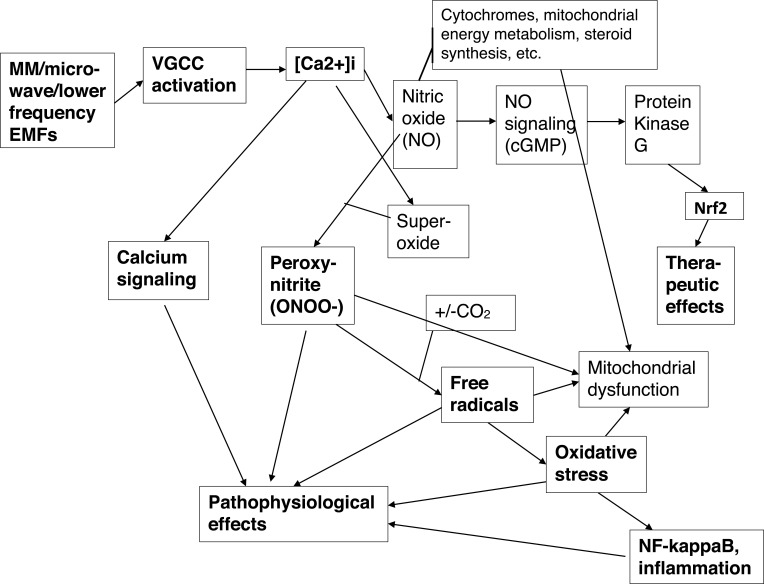 Low Intensity Electromagnetic Fields Act via Voltage-Gated Calcium Channel (VGCC) Activation to Cause Very Early Onset Alzheimer's Disease: 18 Distinct Types of Evidence.