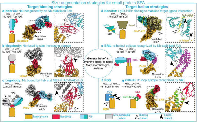 Putting on molecular weight: Enabling cryo-EM structure determination of sub-100-kDa proteins