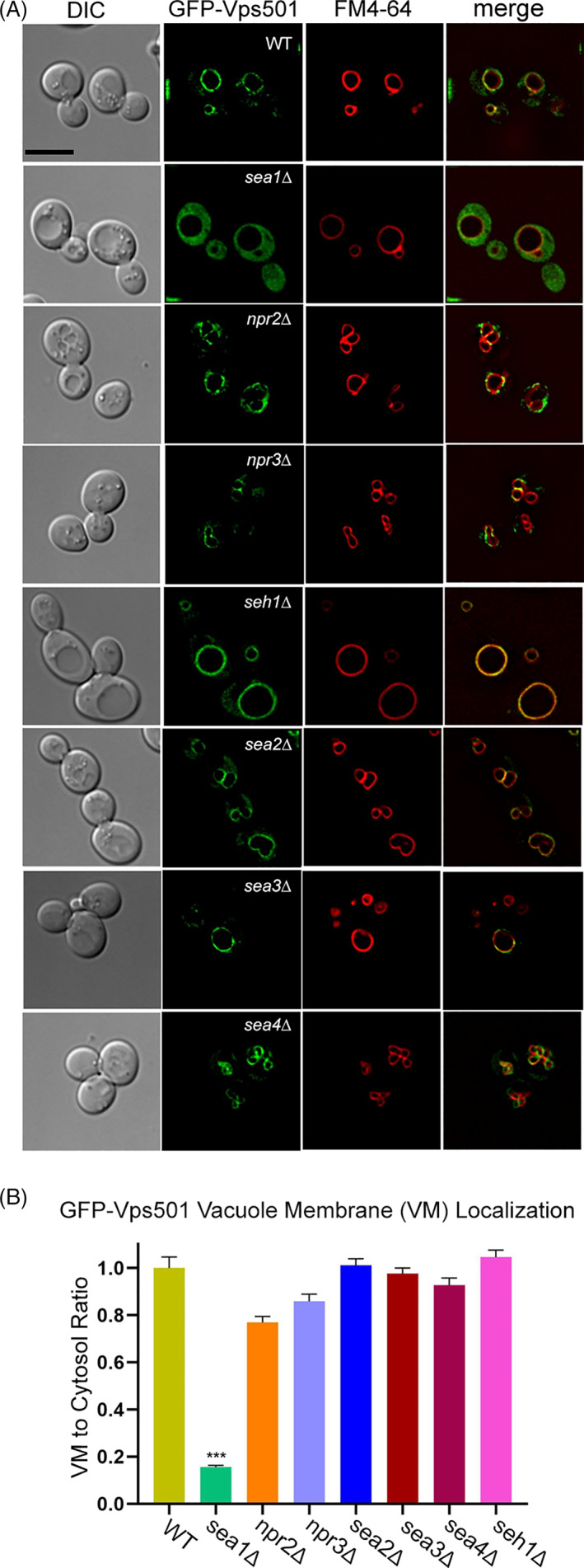 Vps501, a novel vacuolar SNX-BAR protein cooperates with the SEA complex to regulate TORC1 signaling.