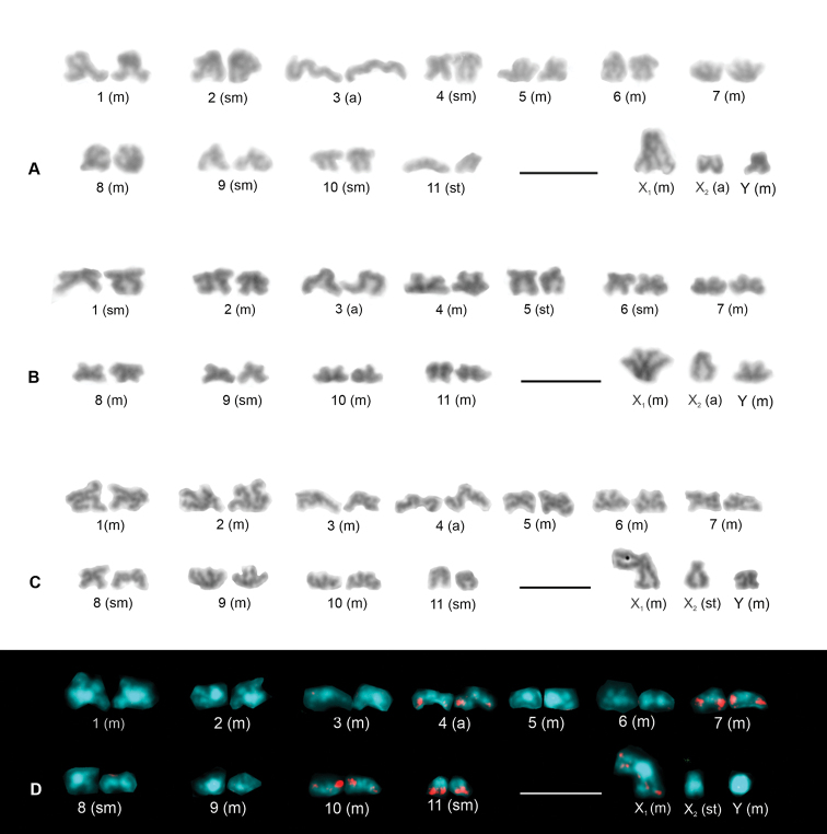 ﻿Karyotype differentiation and male meiosis in European clades of the spider genus <i>Pholcus</i> (Araneae, Pholcidae).