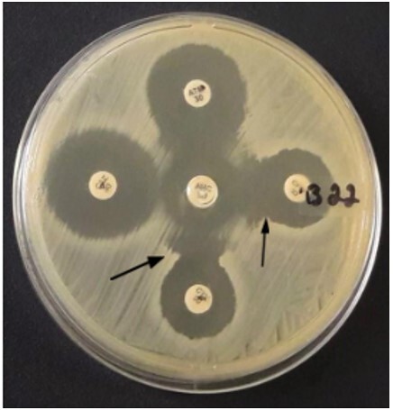 Production of extended-spectrum beta-lactamases in <i>Escherichia coli</i> isolated from poultry in Rio de Janeiro, Brazil.