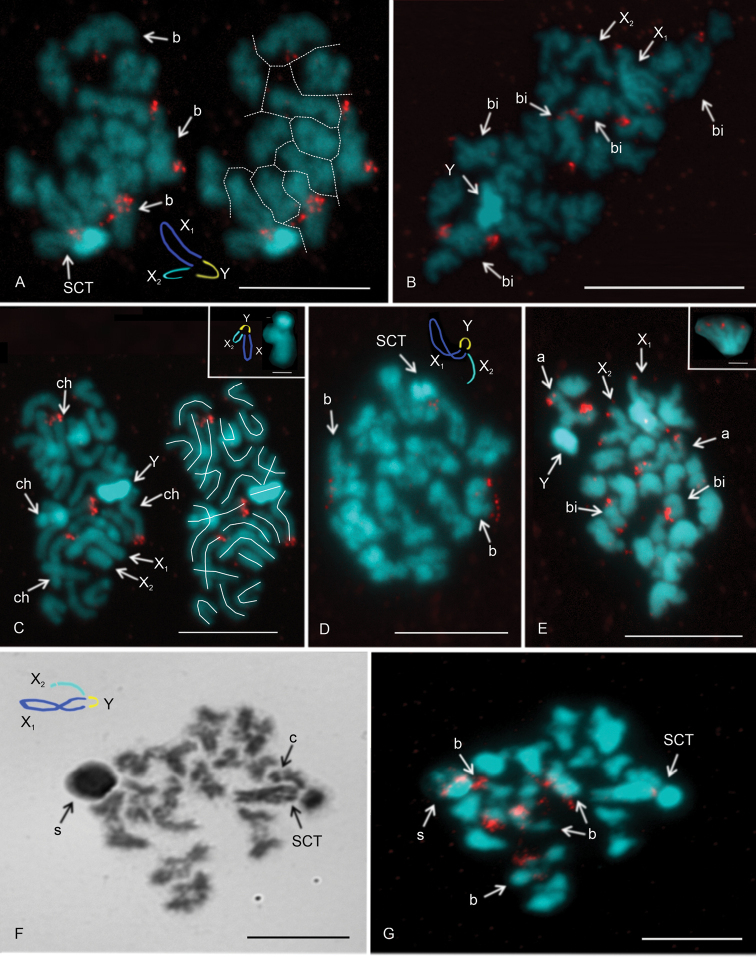 ﻿Karyotype differentiation and male meiosis in European clades of the spider genus <i>Pholcus</i> (Araneae, Pholcidae).